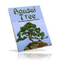 Bonsai Árvore