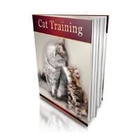 Treino de Gatos!