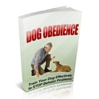 Obediência Cão