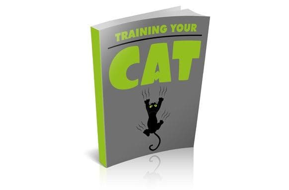 Treinando seu gato