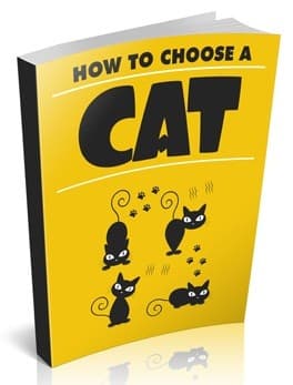 Como escolher um gato