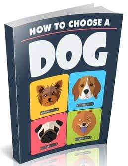 Como escolher um cão