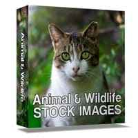 Animais e Vida Selvagem Banco de Imagens