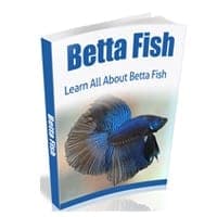 Betta Peixe