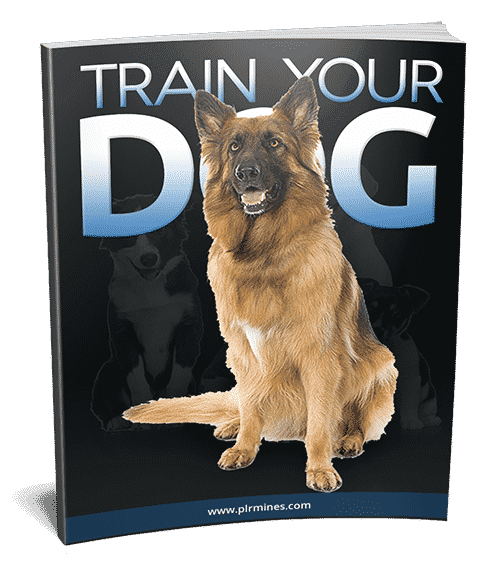 Dicas de treinamento para cães