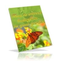 Como atrair borboletas para o seu jardim