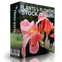 plantas, flores banco de imagens