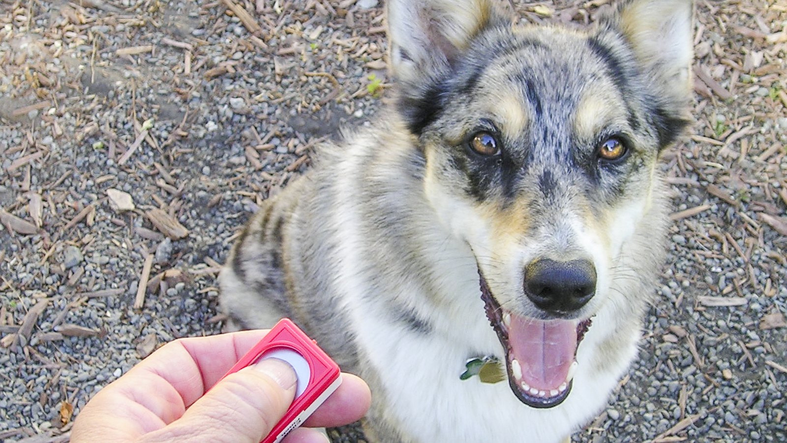 Fundamentos do Treinamento de Cães: Curso Prático Completo